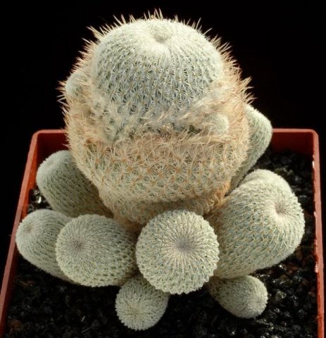 Epithelantha_neomexicana